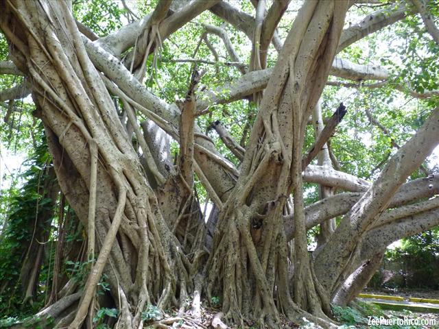 Parque Junghans ZeePuertoRico